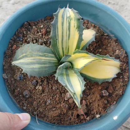 5-14cm Agave salmiana VAR