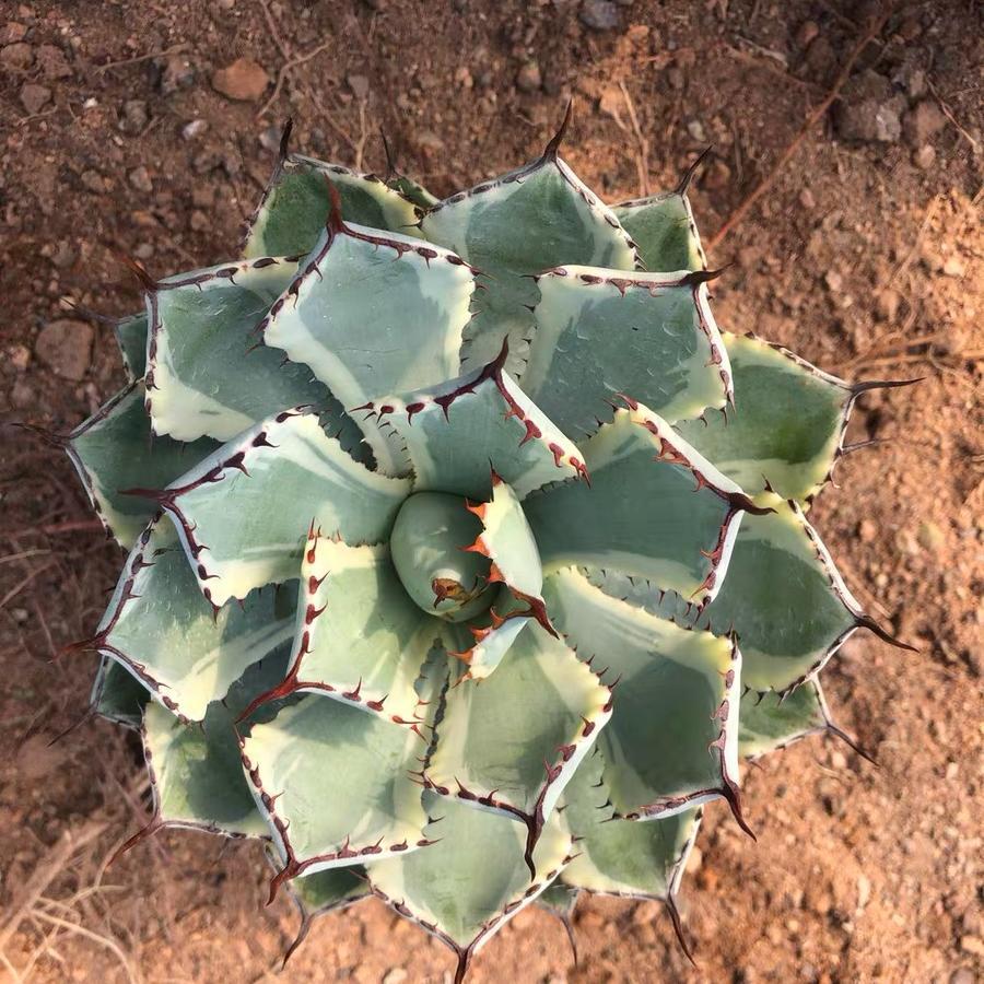 10-15cm Agave potatorum 'Kisshou-kan-nishiki