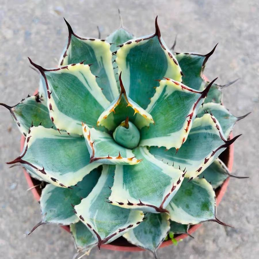 10-15cm Agave potatorum 'Kisshou-kan-nishiki