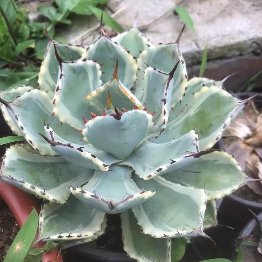 10-15cm Agave potatorum 'Kisshou-kan-nishiki