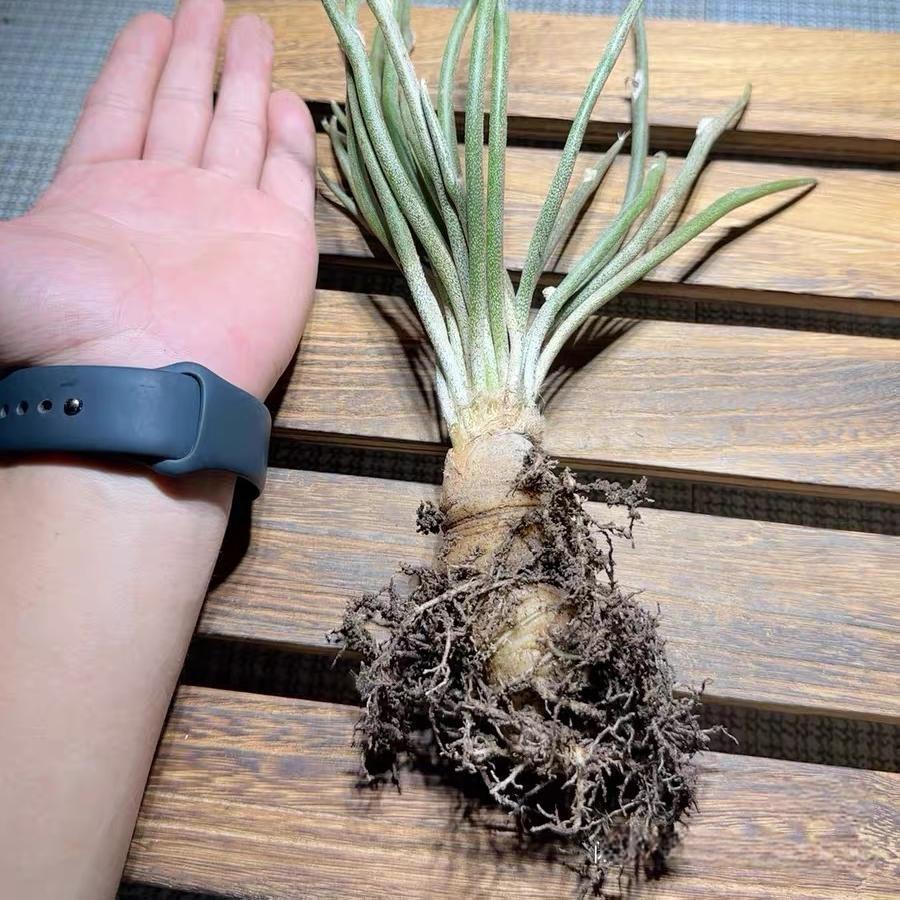 0.5-6cm cmAstrophytum caput medusae