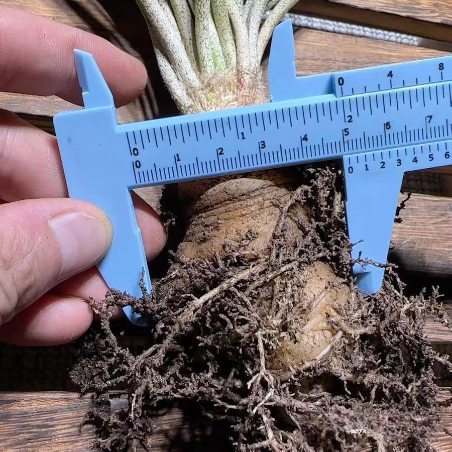 0.5-6cm cmAstrophytum caput medusae