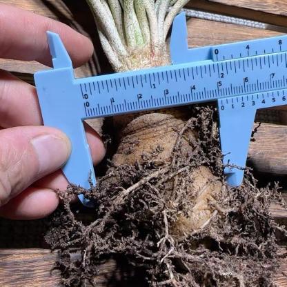 0.5-6cm cmAstrophytum caput medusae