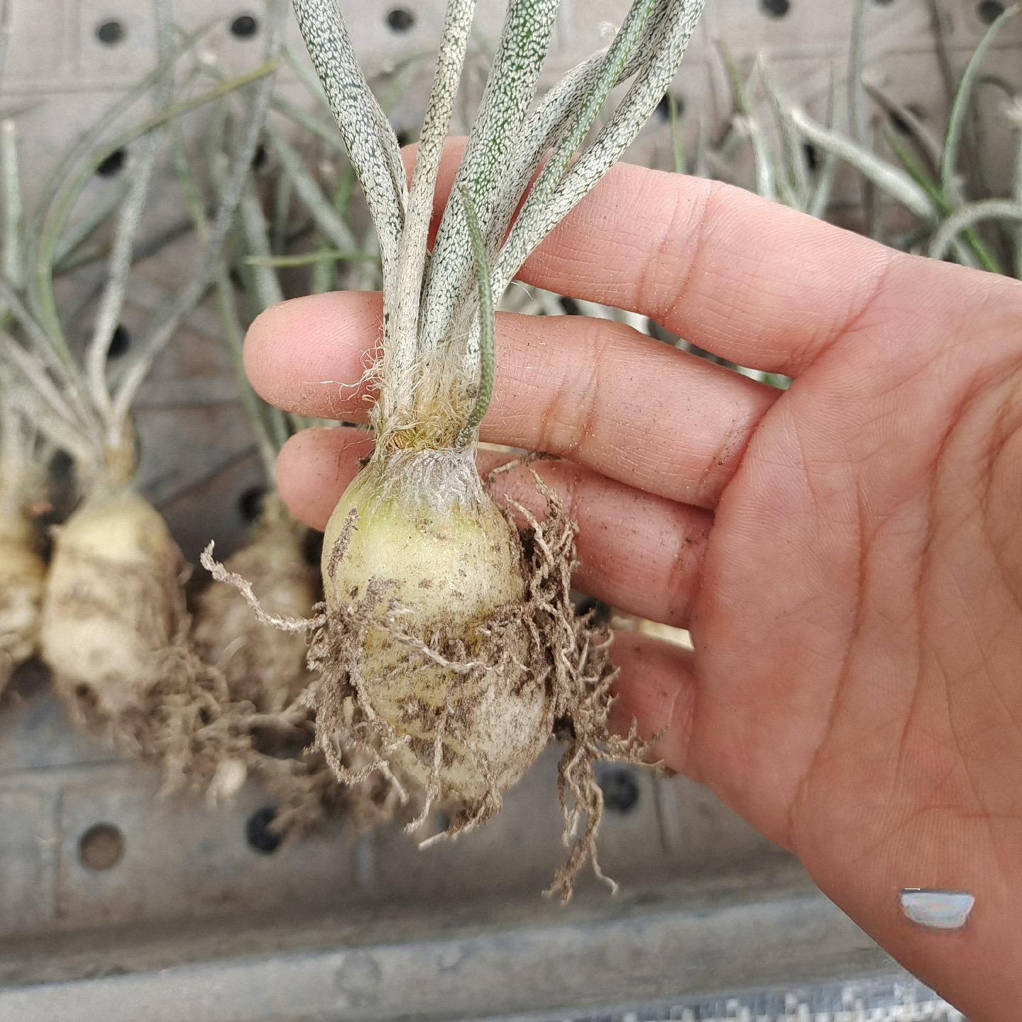 0.5-6cm cmAstrophytum caput medusae