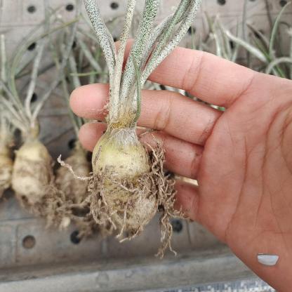 0.5-6cm cmAstrophytum caput medusae