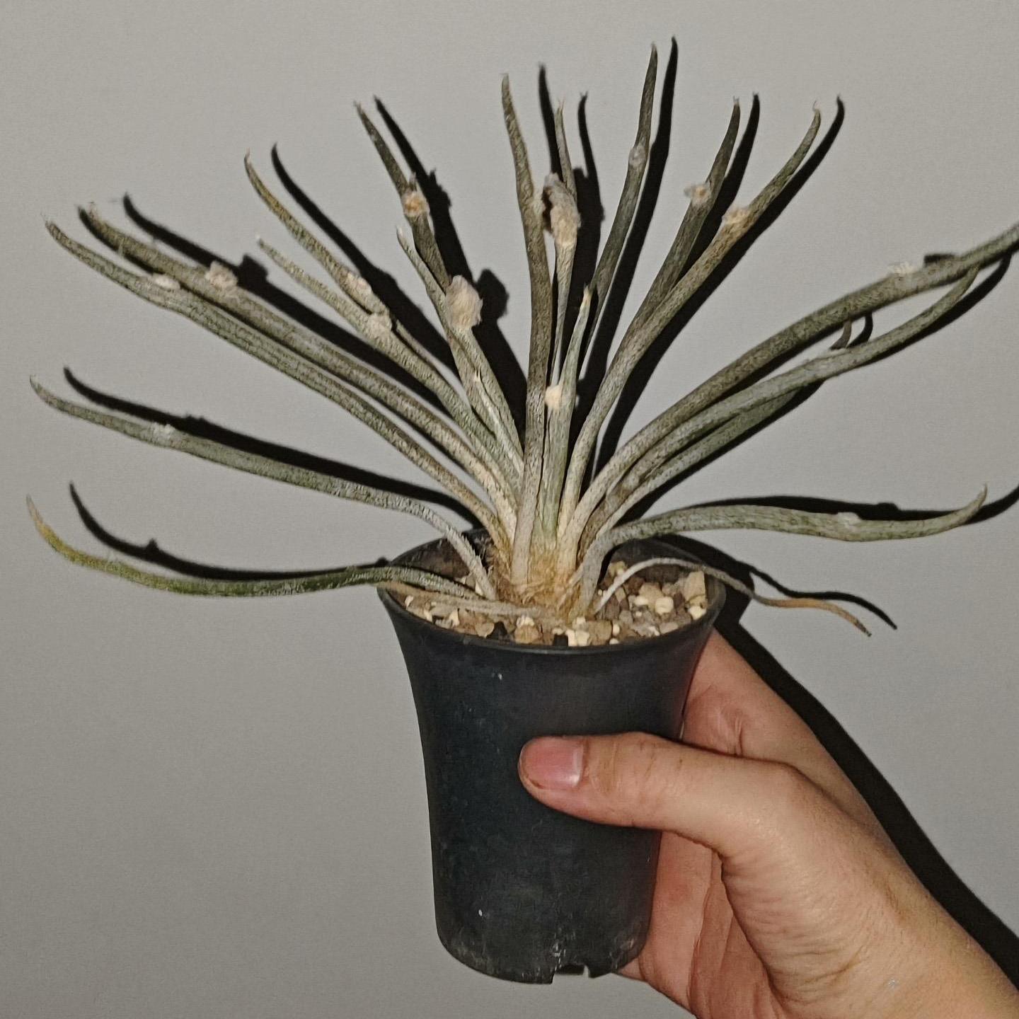 0.5-6cm cmAstrophytum caput medusae