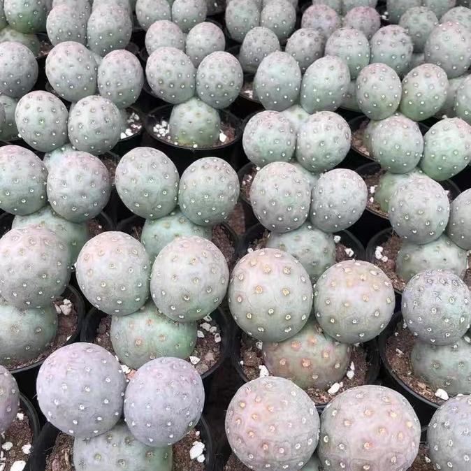 3-14cm Tephrocactus geometricus