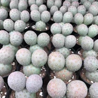 3-14cm Tephrocactus geometricus