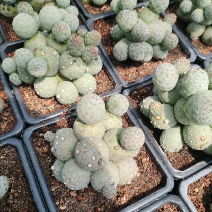 3-14cm Tephrocactus geometricus