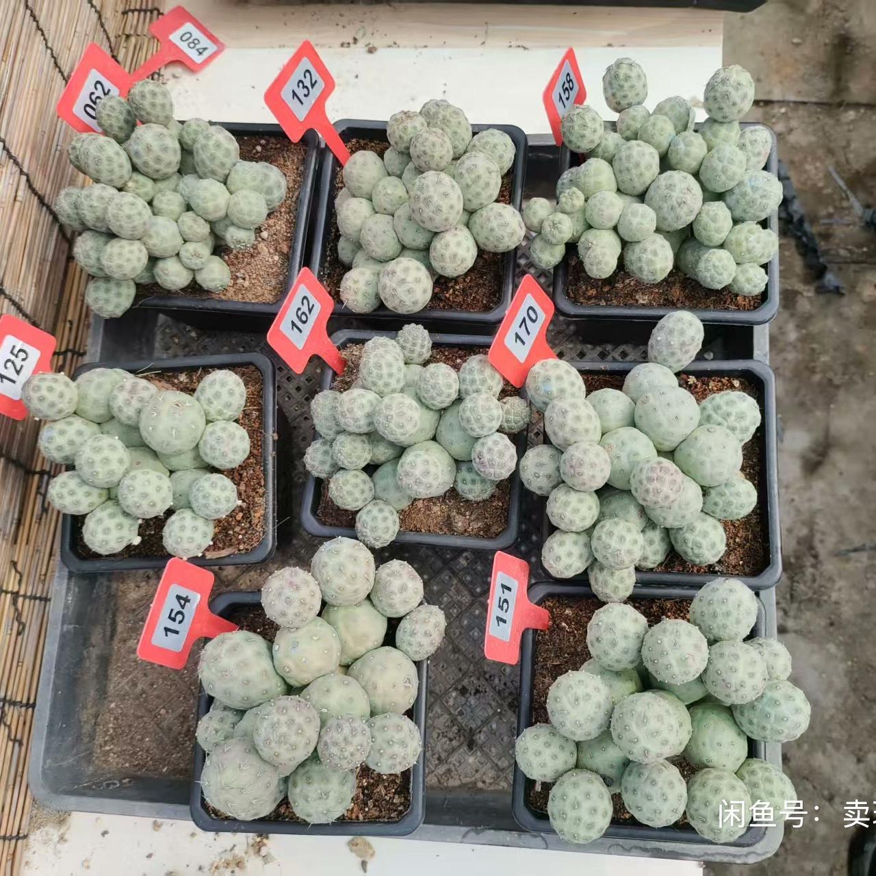 3-14cm Tephrocactus geometricus