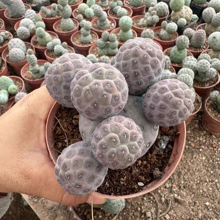 3-14cm Tephrocactus geometricus