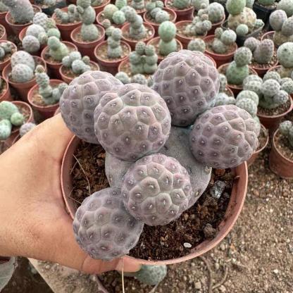 3-14cm Tephrocactus geometricus
