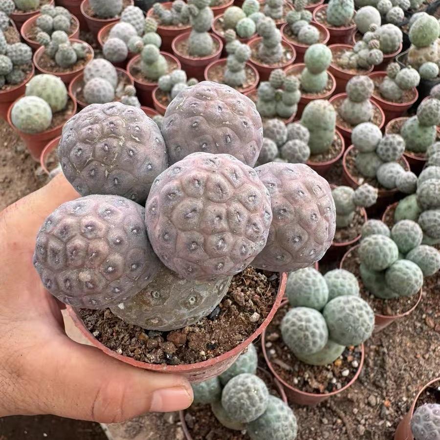 3-14cm Tephrocactus geometricus