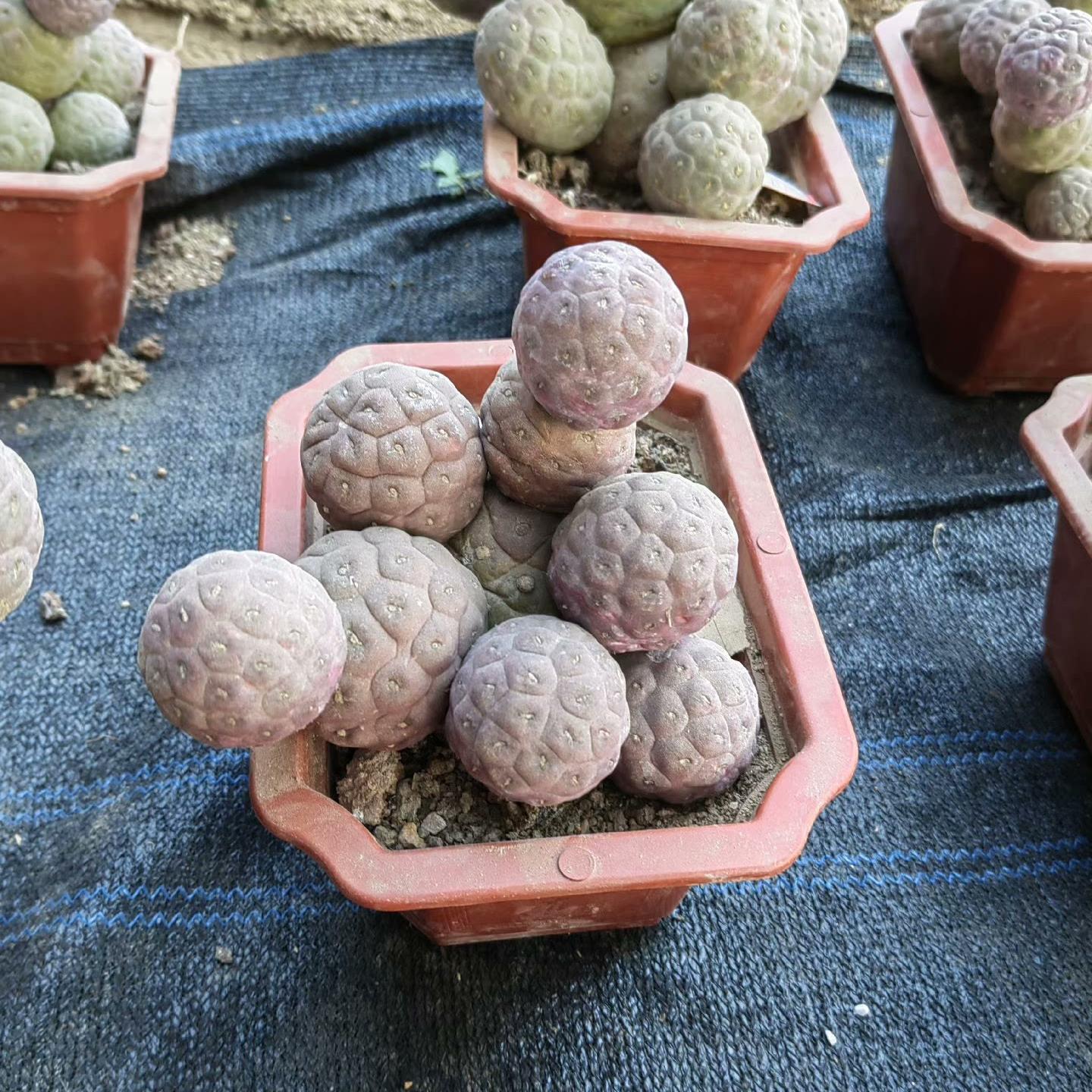 3-14cm Tephrocactus geometricus