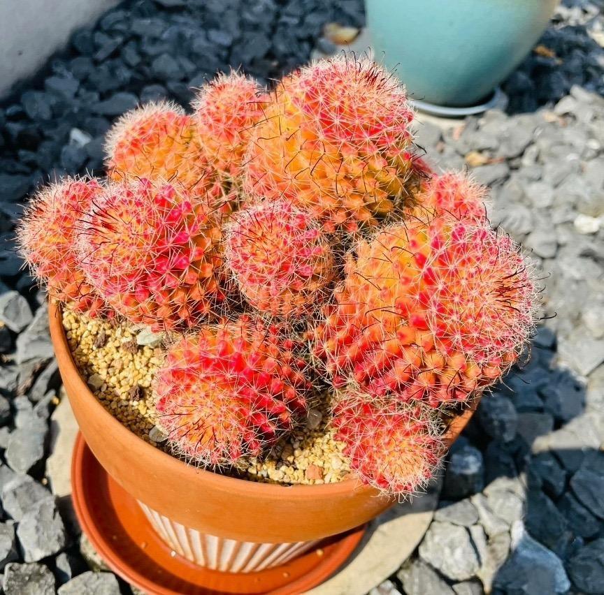4-8cm Mammillaria beneckei