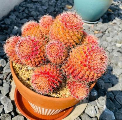 4-8cm Mammillaria beneckei