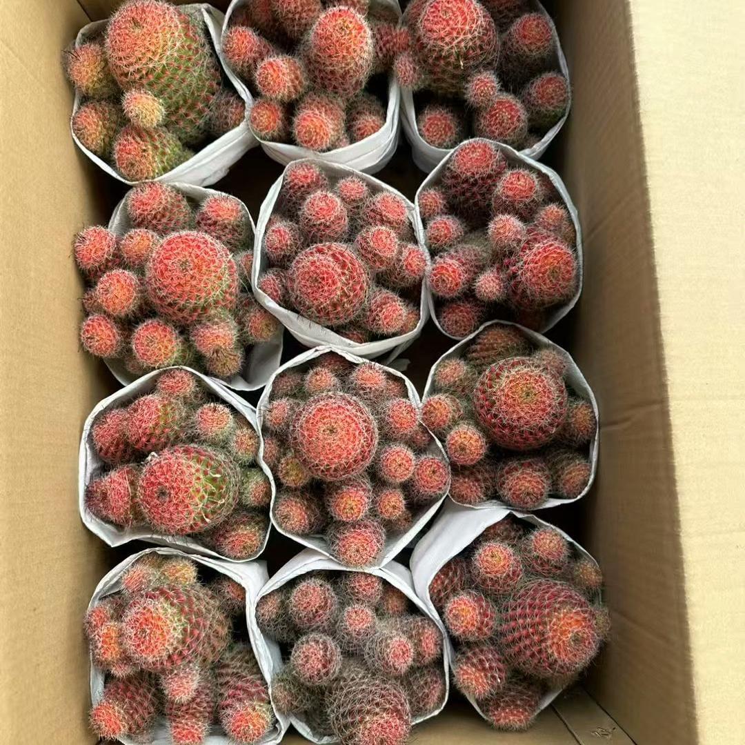 4-8cm Mammillaria beneckei