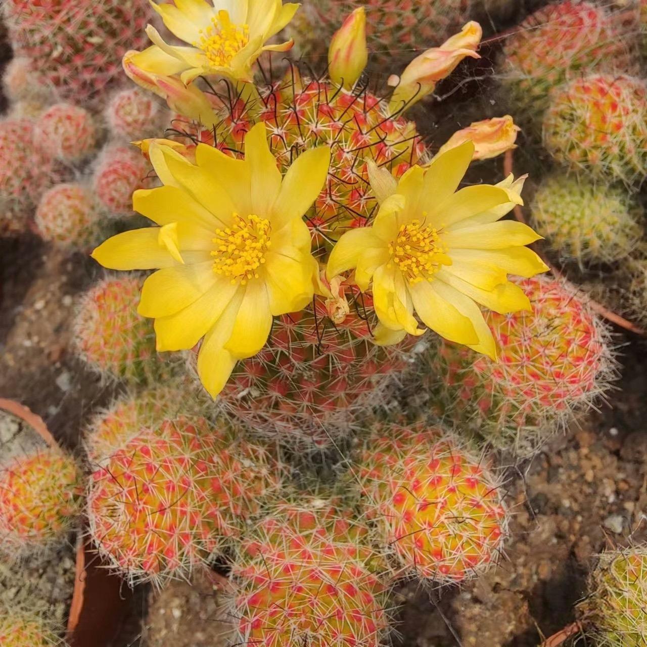 4-8cm Mammillaria beneckei