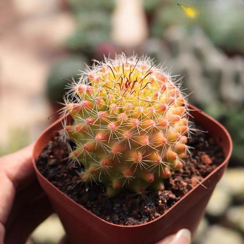 4-8cm Mammillaria beneckei