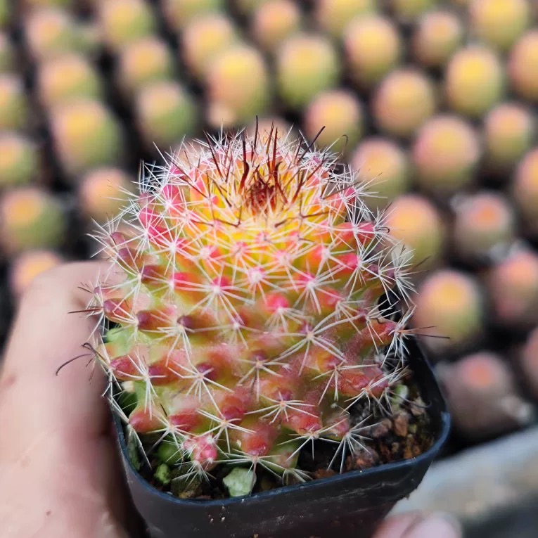 4-8cm Mammillaria beneckei