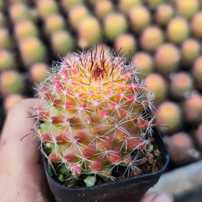 4-8cm Mammillaria beneckei