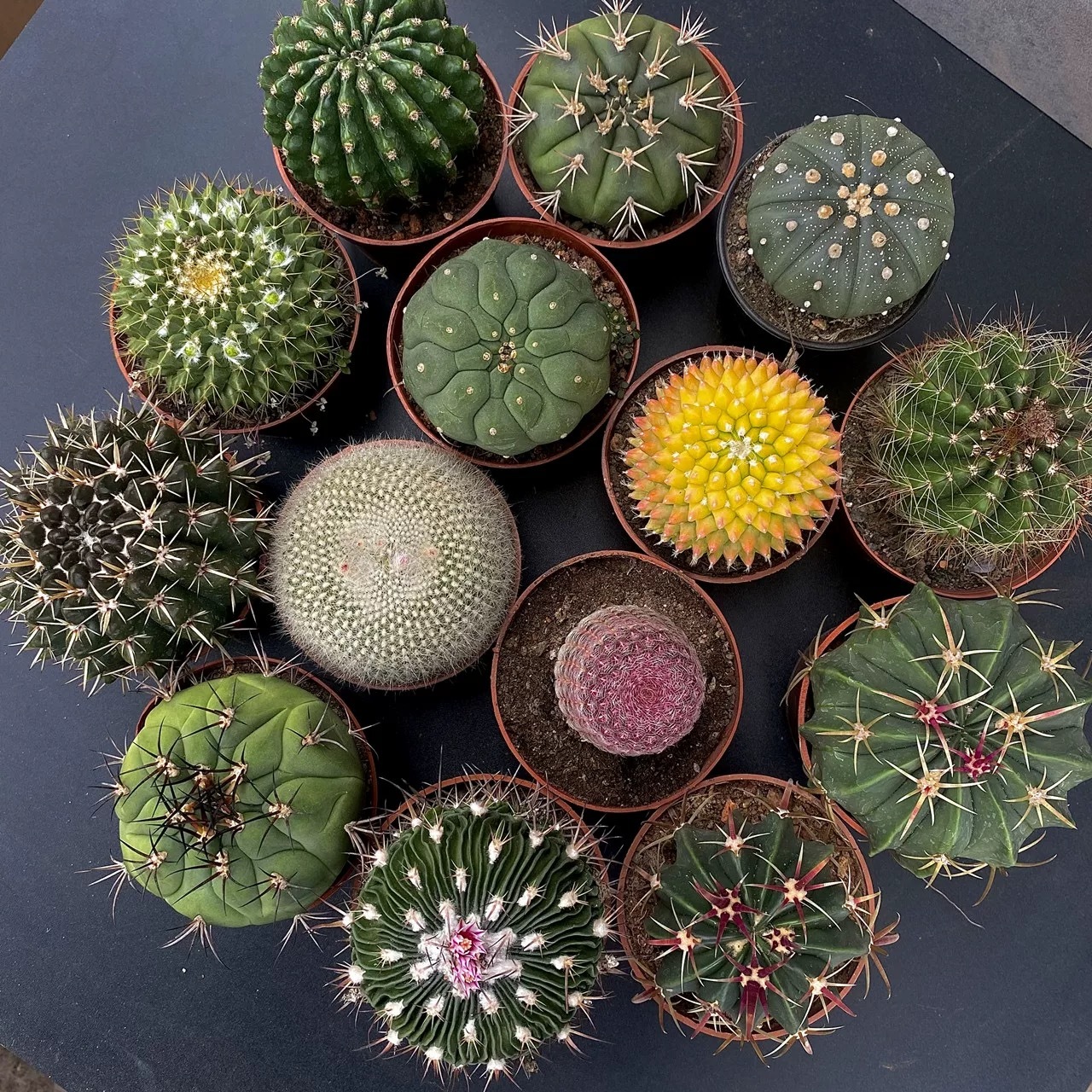 Cactus (all)