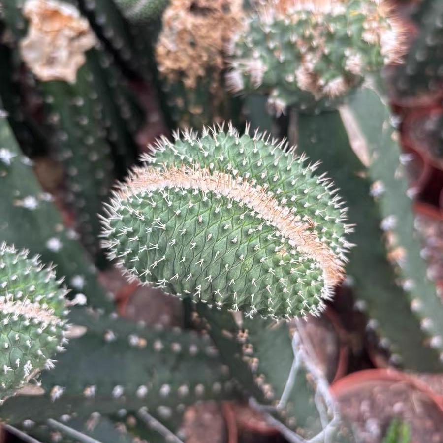 5-6cm Strombocactus disciformis （variegated）