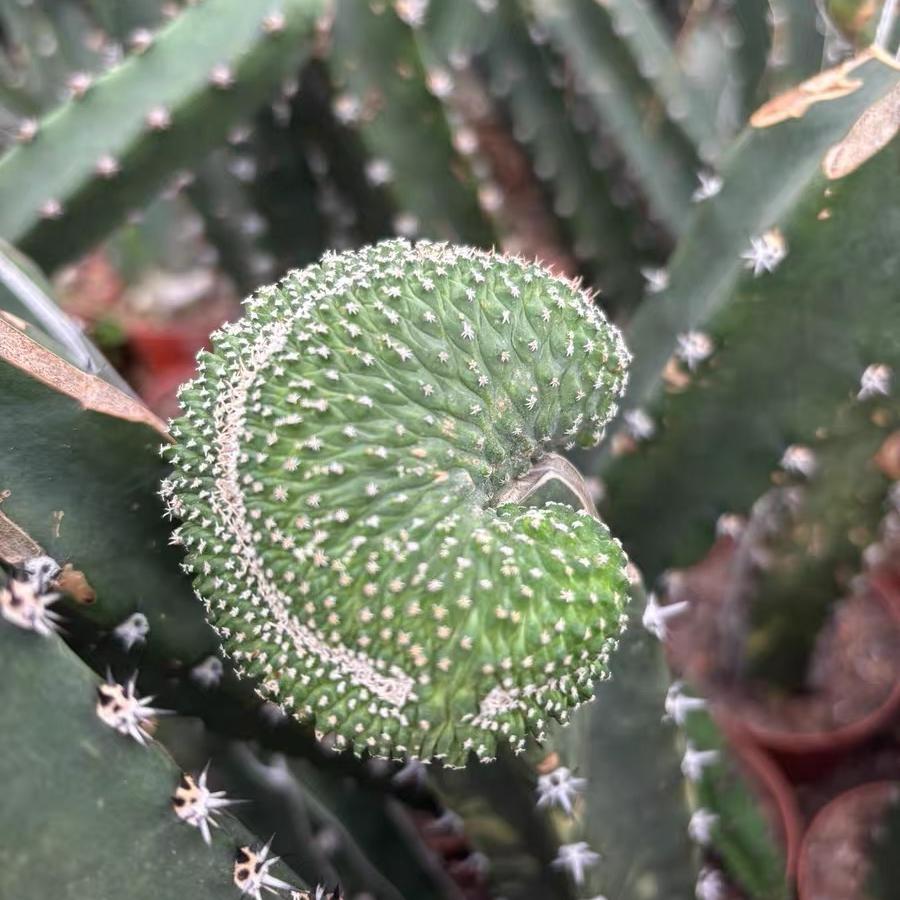 5-6cm Strombocactus disciformis （variegated）