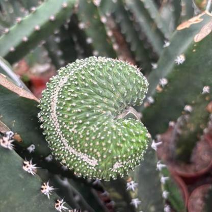 5-6cm Strombocactus disciformis （variegated）