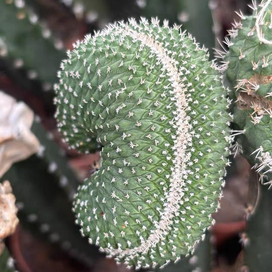 5-6cm Strombocactus disciformis （variegated）