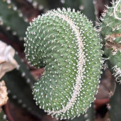 5-6cm Strombocactus disciformis （variegated）