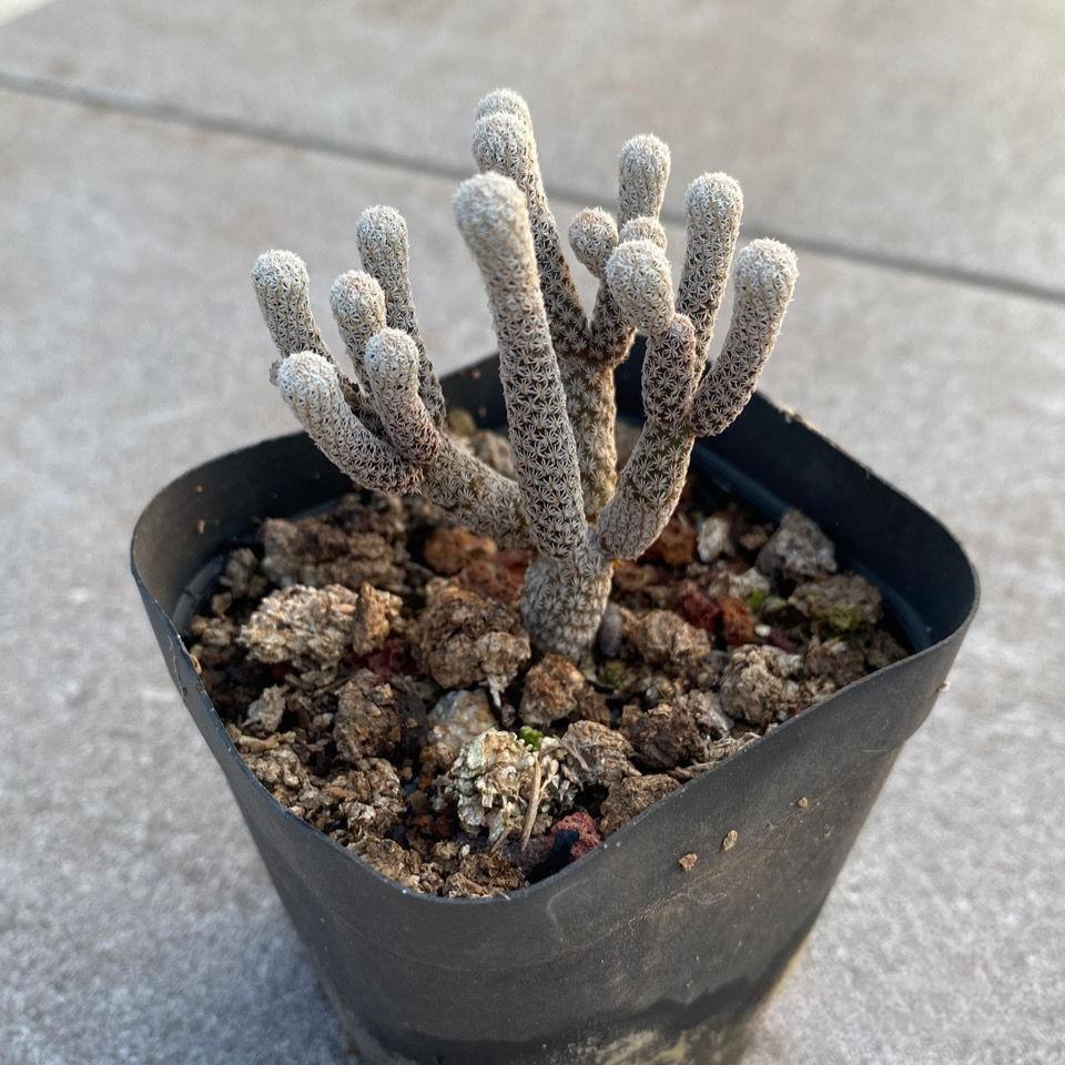 tall 5-7cm Turbinicarpus krainzianus var