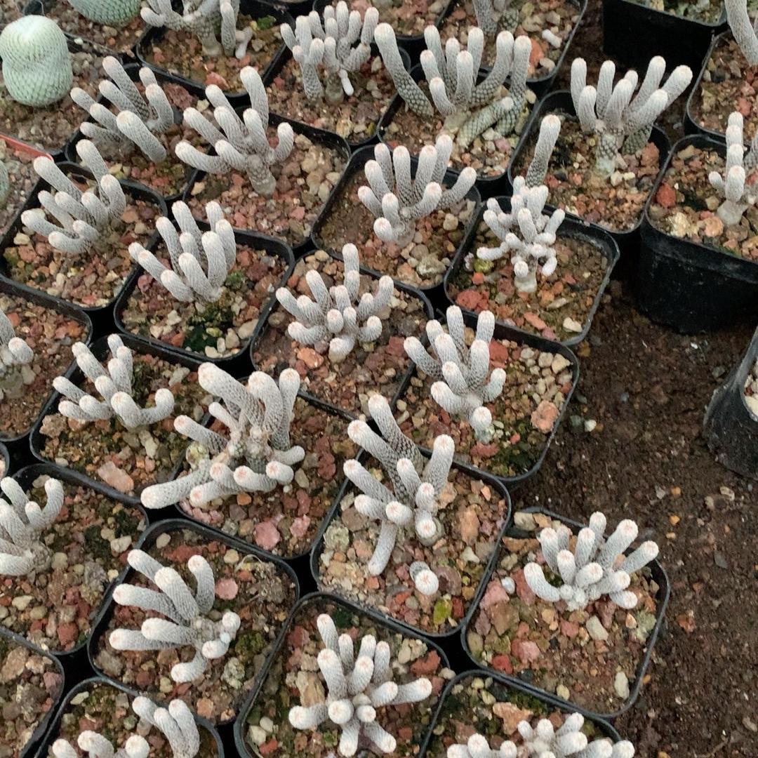 tall 5-7cm Turbinicarpus krainzianus var