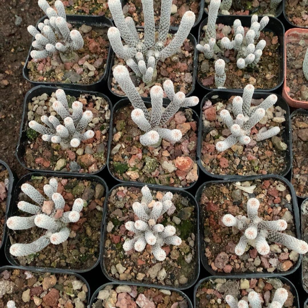 tall 5-7cm Turbinicarpus krainzianus var