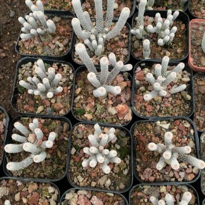 tall 5-7cm Turbinicarpus krainzianus var