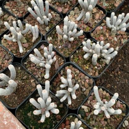 tall 5-7cm Turbinicarpus krainzianus var