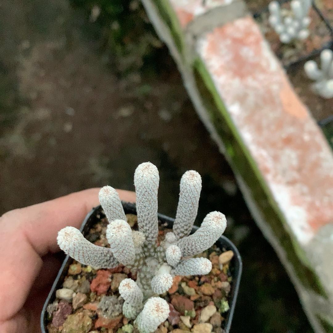 tall 5-7cm Turbinicarpus krainzianus var