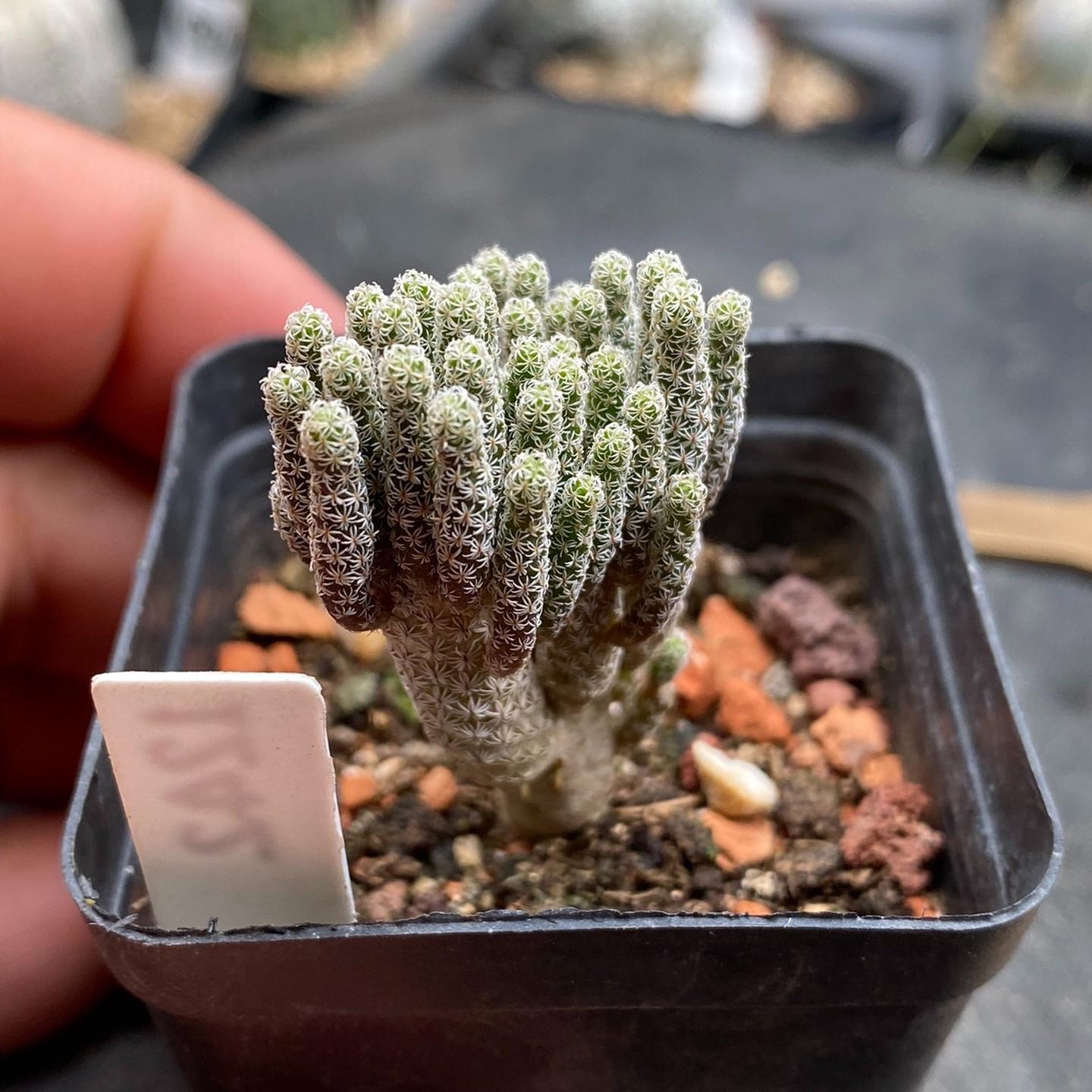 tall 5-7cm Turbinicarpus krainzianus var