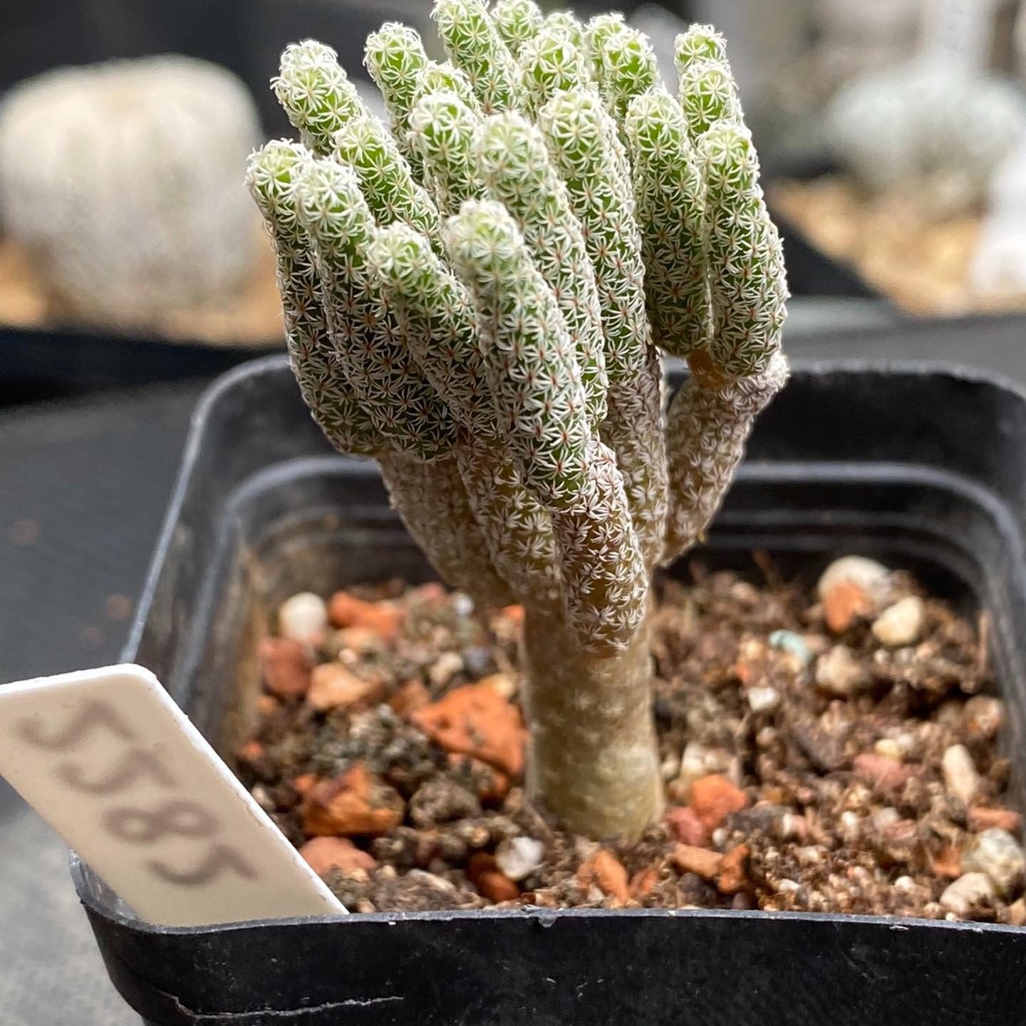 tall 5-7cm Turbinicarpus krainzianus var