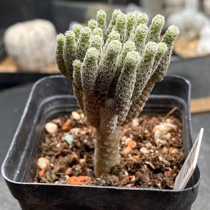 tall 5-7cm Turbinicarpus krainzianus var