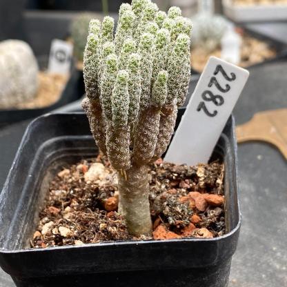 tall 5-7cm Turbinicarpus krainzianus var