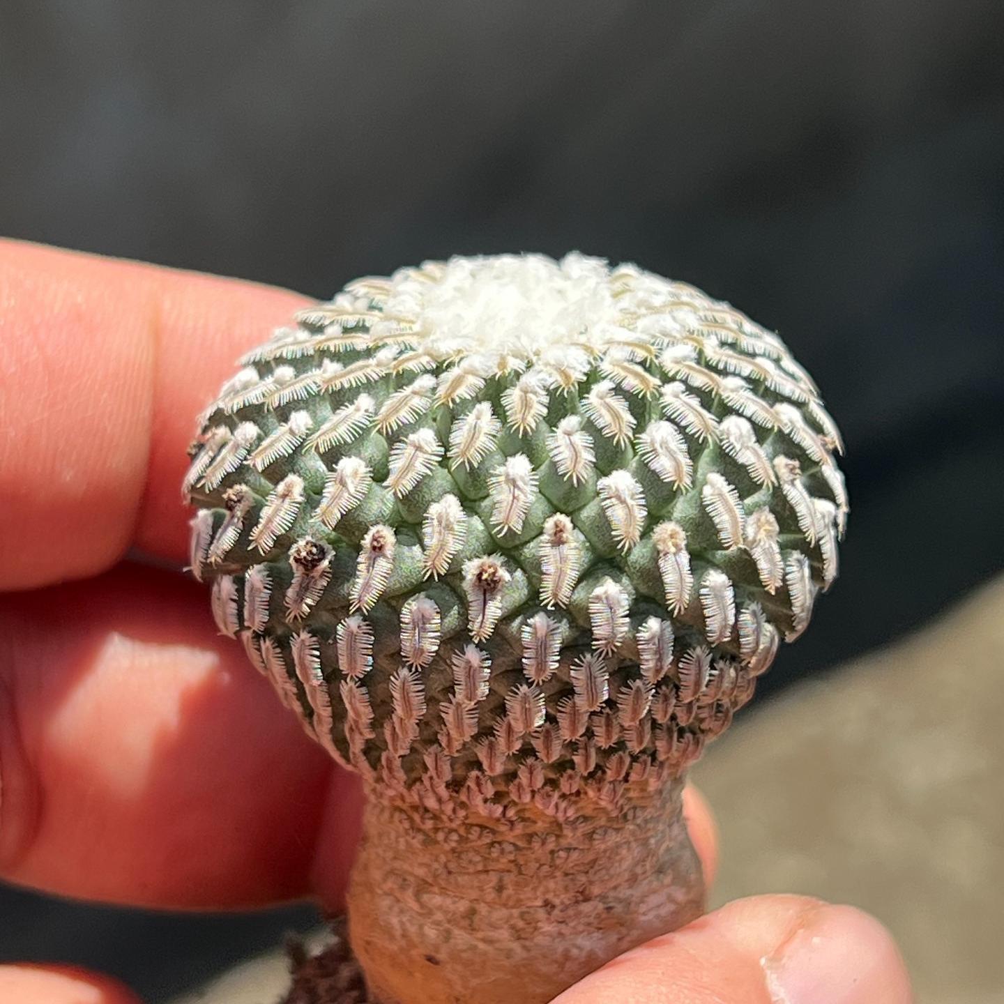 2-10cm Turbinicarpus pseudopectinatus