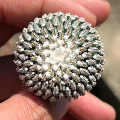 2-10cm Turbinicarpus pseudopectinatus