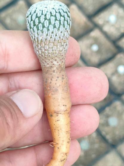 2-10cm Turbinicarpus pseudopectinatus