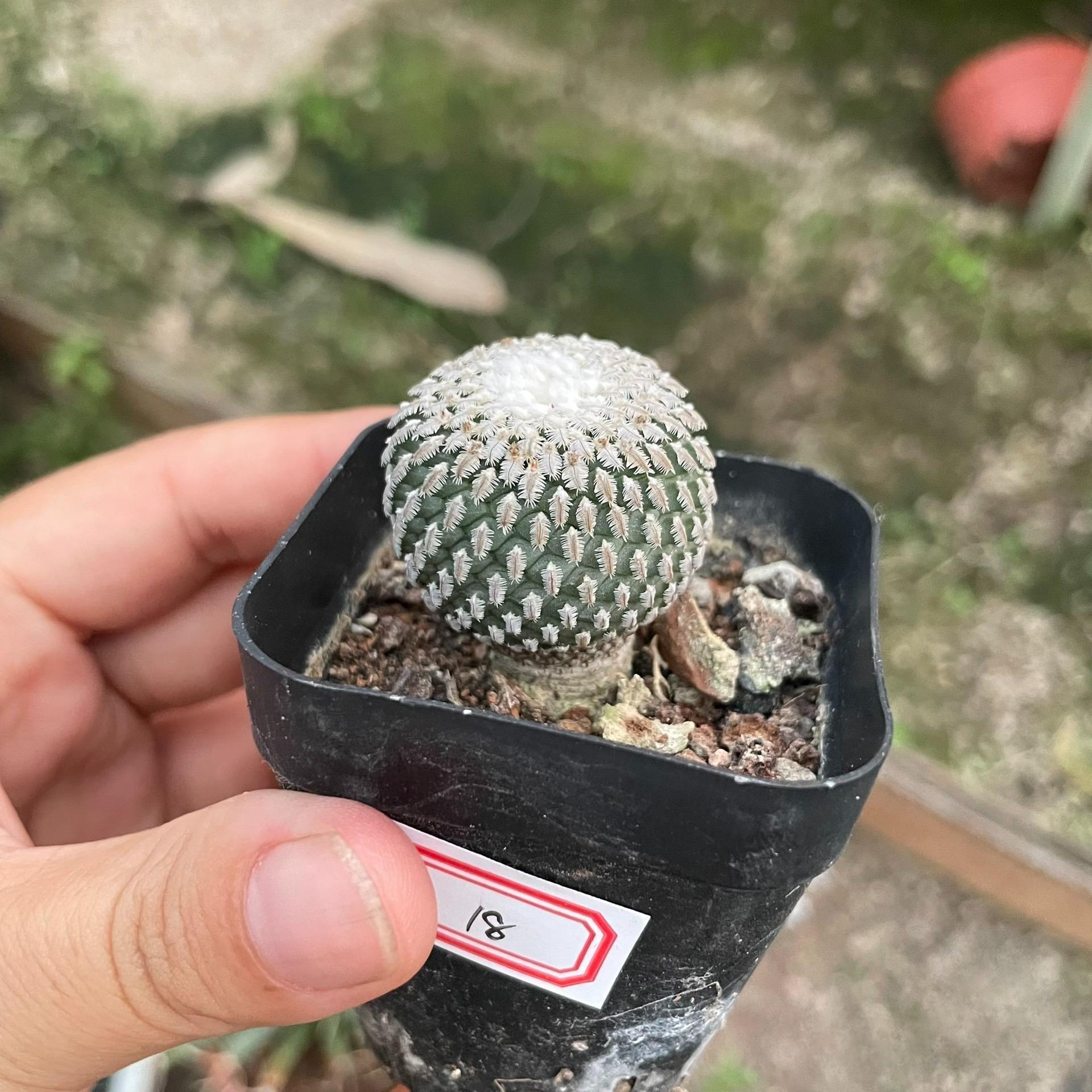 2-10cm Turbinicarpus pseudopectinatus