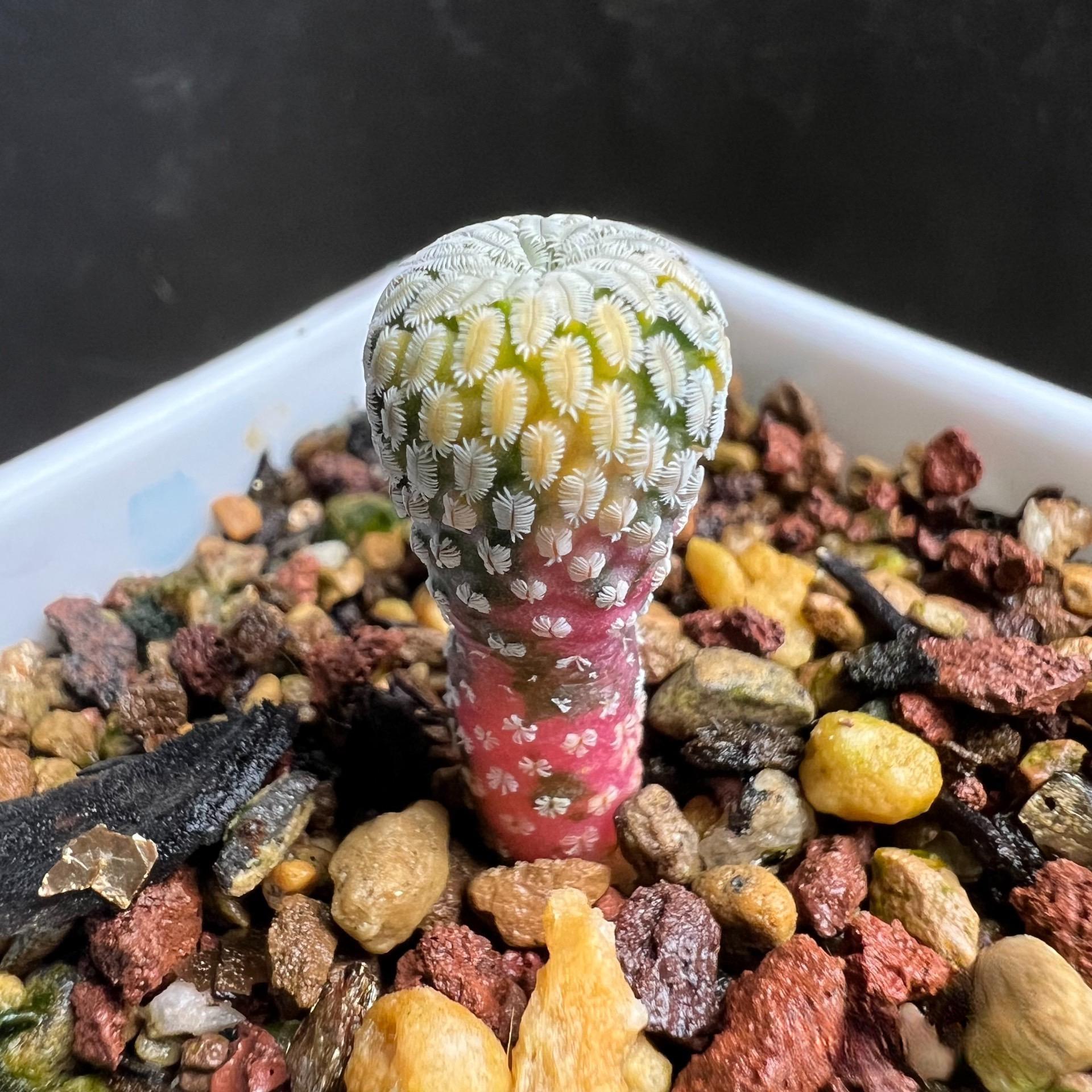 2-10cm Turbinicarpus pseudopectinatus