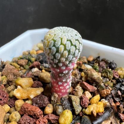 2-10cm Turbinicarpus pseudopectinatus