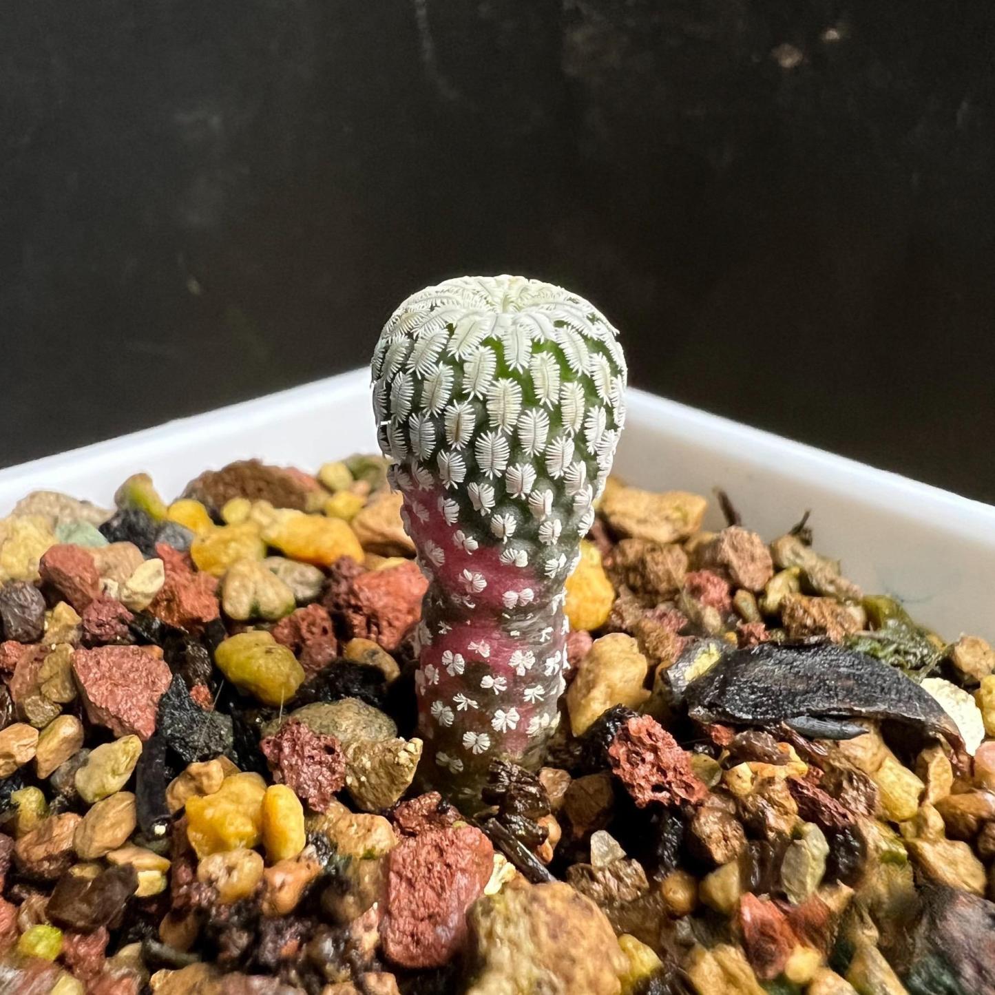 2-10cm Turbinicarpus pseudopectinatus