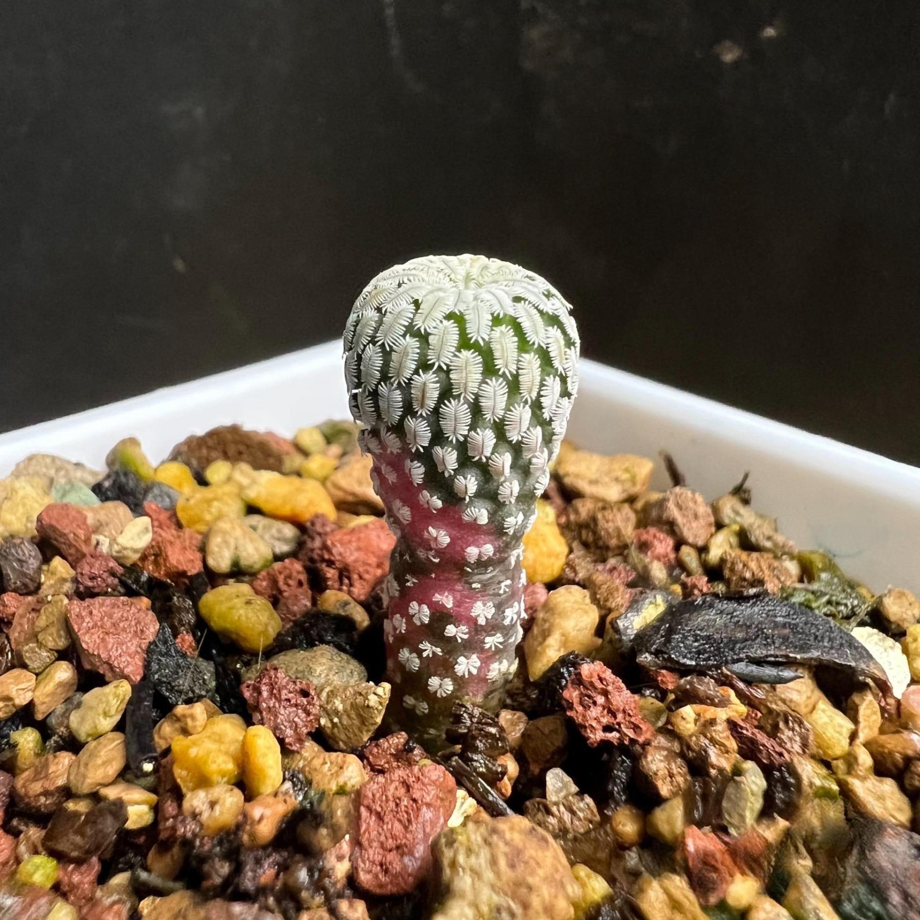 2-10cm Turbinicarpus pseudopectinatus