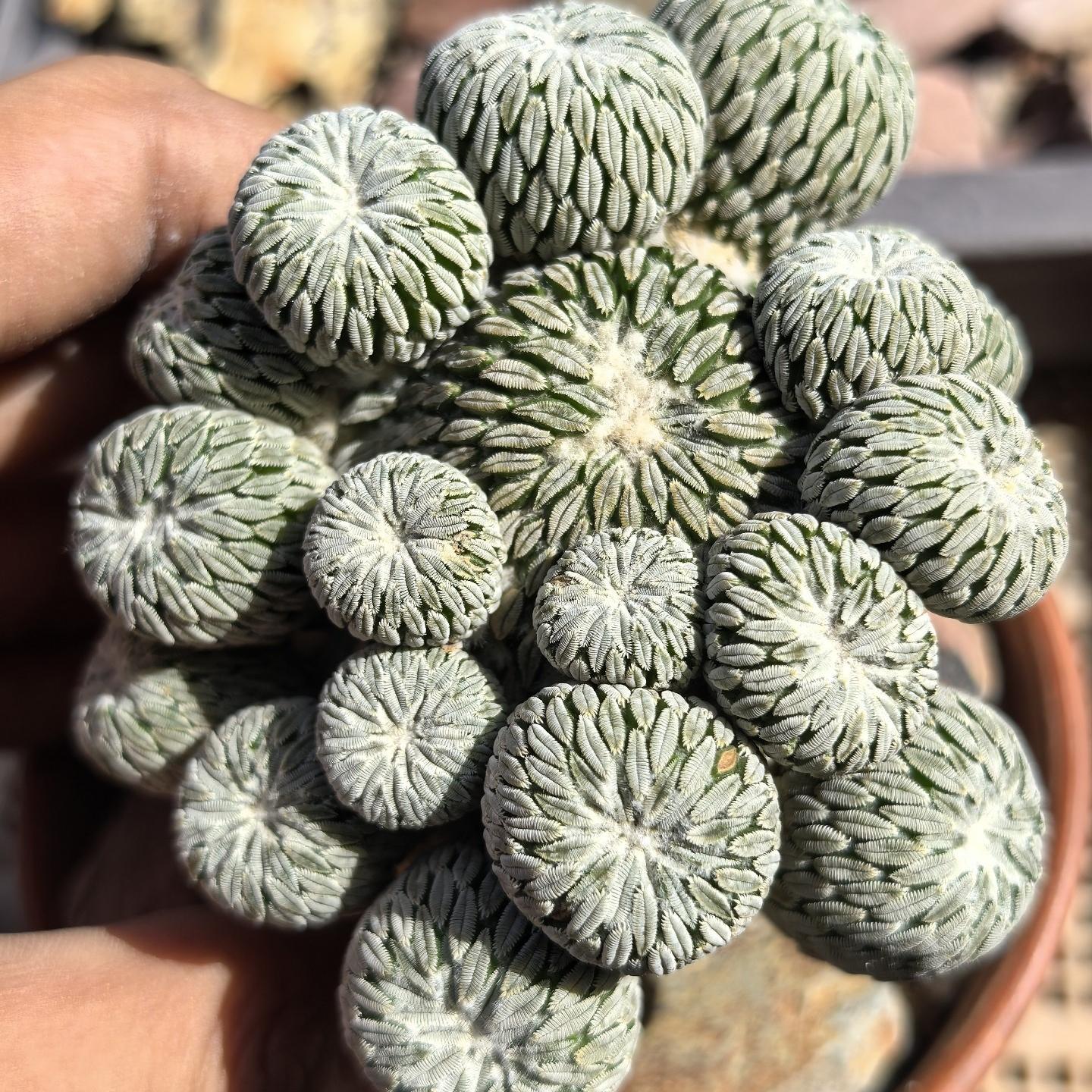 8-10cm Turbinicarpus pseudopectinatus （Multi-headed）